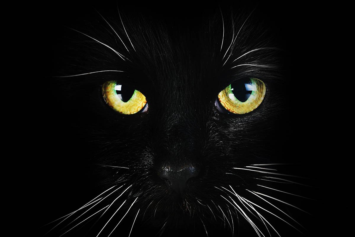 Как быть, если черный кот перешел дорогу туда и обратно черный, дорогу, животное, черным, котом, наоборот, переходящий, связанные, только, верят, черного, веришь, примет, хозяина, человеку, негативной, связано, суеверий, просто, всегда