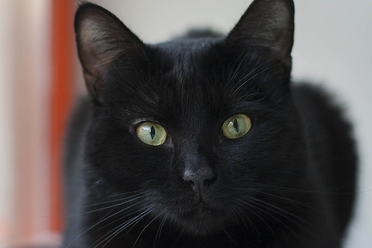 кошка черного цвета
