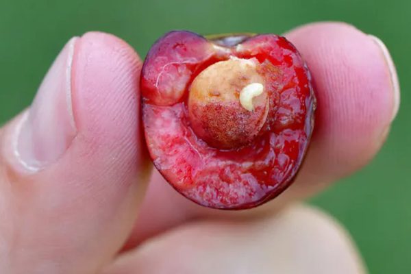 Добрая бабушка на рынке рассказала, как опознать червивую черешню по паре признаков