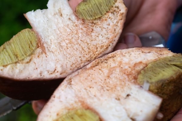 Муж собирает грибы уже десятки лет, но после каждой грибной охоты он делает одну вещь