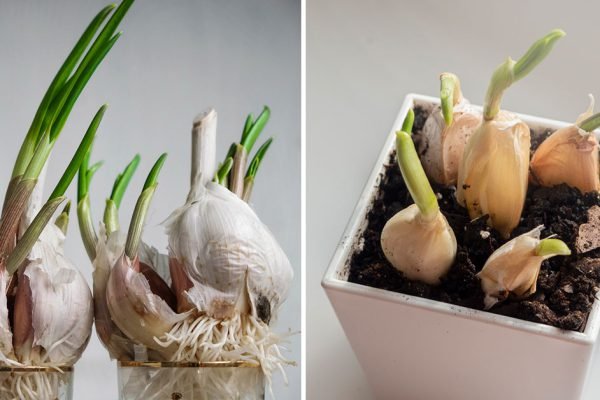 Много лет не покупаю чеснок в магазине, играючи выращиваю на подоконнике