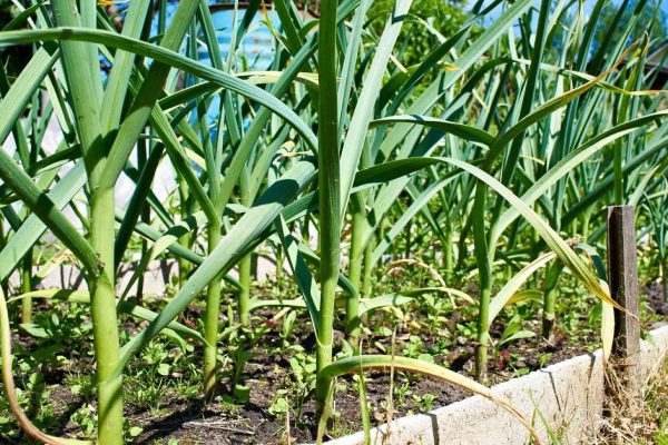 Growing garlic on a bed in the garden during the summer sunny day