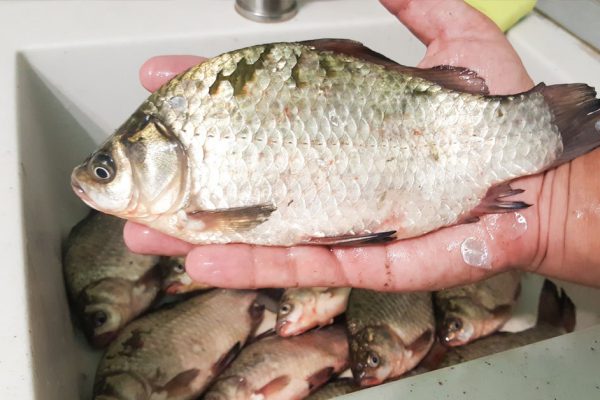 Если бы Золушка вышла замуж за рыбака, она бы чистила рыбу только таким способом