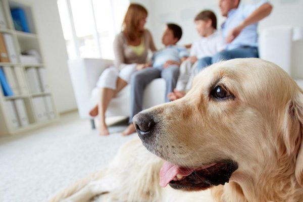 Что чувствуют собаки