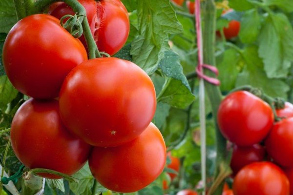 Почему не стоит пасынковать помидоры