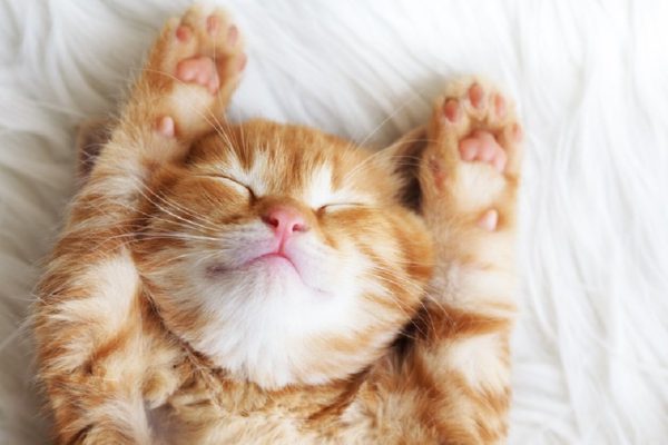 Cute little red kitten sleeps on fur white blanket