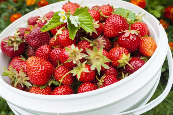 История о том, как я захотел клубники, а оказался в полиции