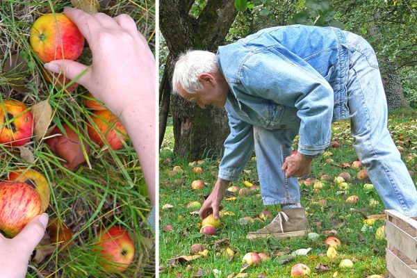Можно ли оставить падалицу в саду гнить, если не хочешь заморачиваться