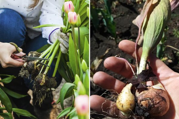 Рассудил садовников в споре, нужно ли выкапывать тюльпаны, что отцвели