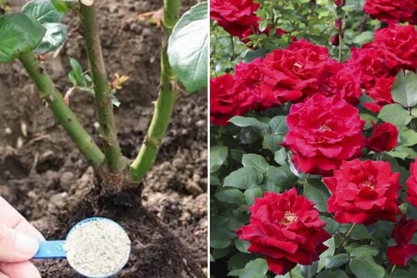 Завидую красивейшим розам соседки, с пирогом иду выведать ее секретики