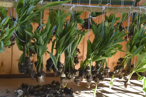 Что делать с тюльпанами после буйного цветения, готовим луковицы к следующей весне