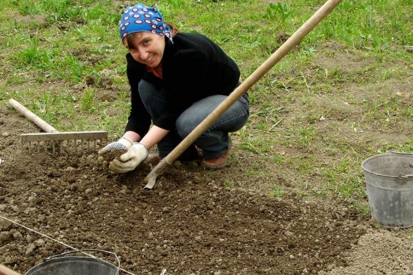 preparing vegetable bed for planting at the spring