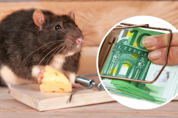 Больше не кладу сыр в мышеловку, сосед просветил, какие продукты предпочитают мыши