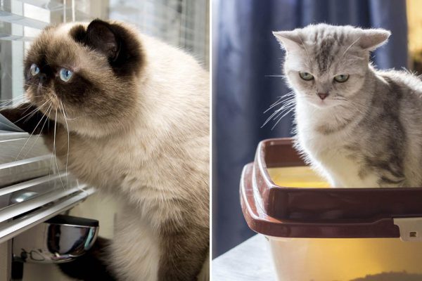 что любят кошки