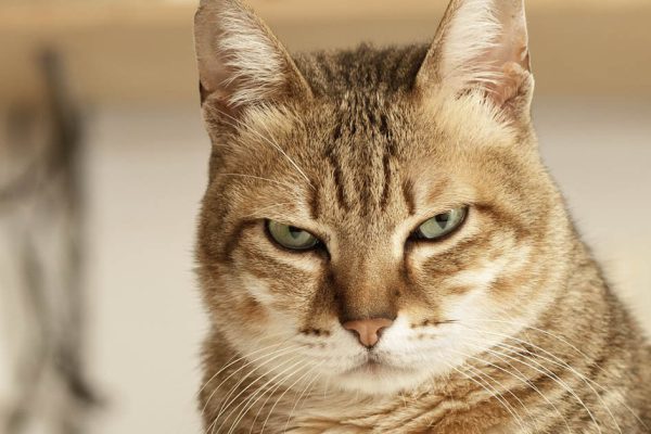 Если бы кот заговорил, он бы вскричал, что терпеть такого не может