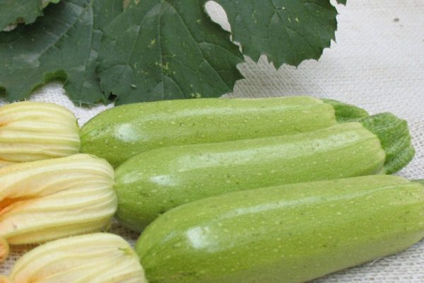 Чем полезен кабачок