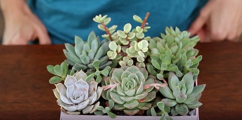 картонные коробки