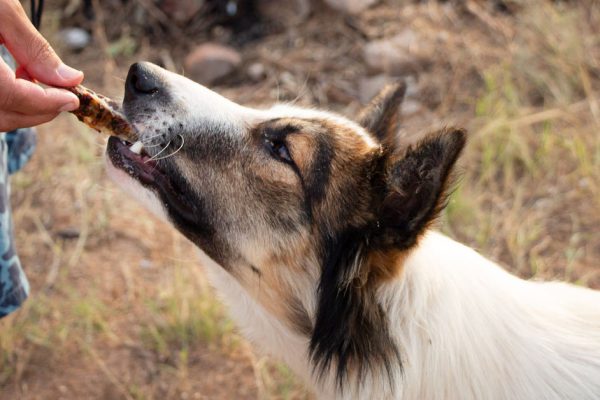 Кинолог объяснил, что нельзя давать собаке, если хотите, чтобы еще пожила