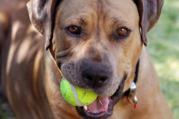 Собачник рассказывает, как показать свою любовь и преданность собаке