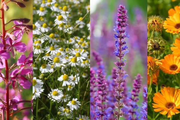 Почему календула украшает дачный участок