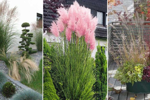 Какие клумбы с травами посадить на даче в сентябре
