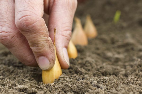 Ранний урожай удивит щедростью, если под зиму посадить правильные культуры