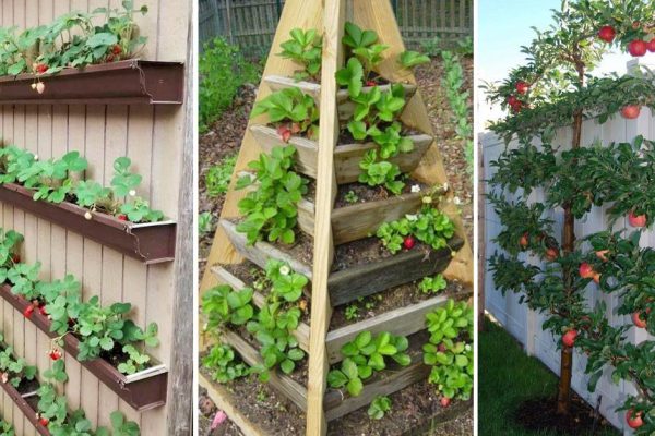 Жадная до работы в саду дачница показывает, что сажает на крохотной даче