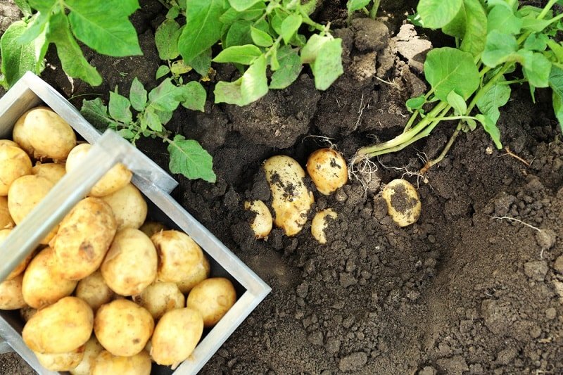 Что посадить в огороде вместо картофеля посадить, чтобы, можно, растет, стоит, огороде, только, будет, садить, тогда, участке, осенью, салаты, здоровье, может, DepositphotosЧто, томаты, положить, закрыть, сорта