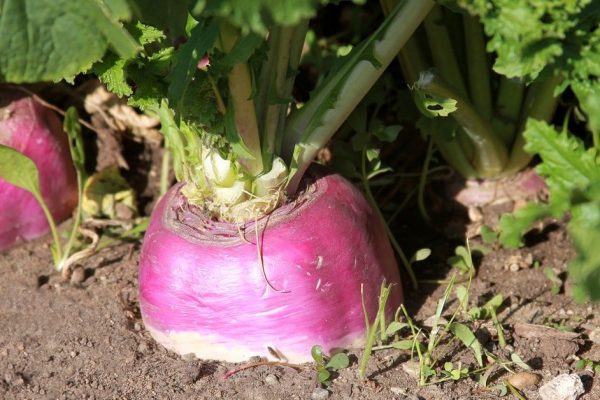 Что посадить в огороде вместо картофеля