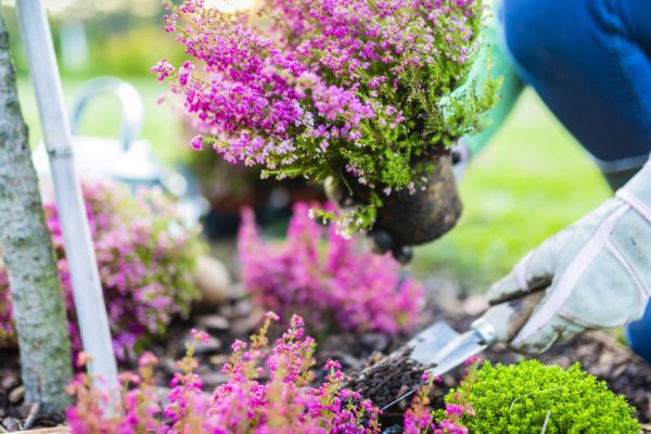 Зачем выращивать вереск у дома