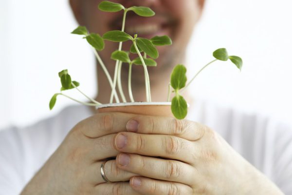 Магистр дачных дел сообщает, что пора сеять в январе на рассаду