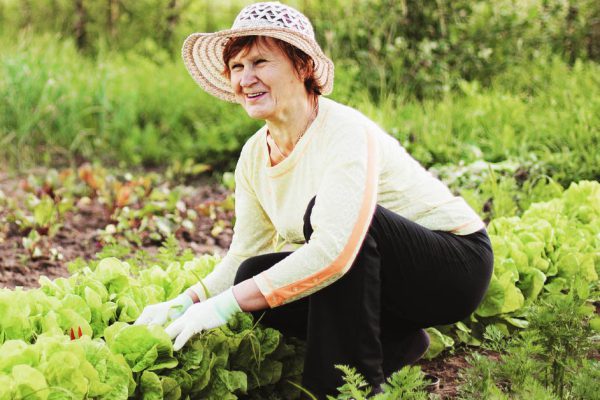 Что посадить в начале июля и успеет ли созреть урожай