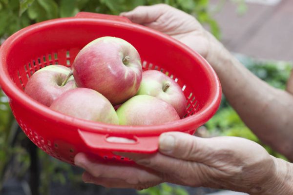 Заготавливаю яблоки на зиму ведрами, но варенье не варю