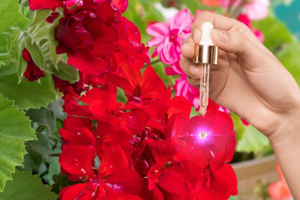 Просто капаю чудо-подкормку под каждое растение, чтобы зацвел весь подоконник