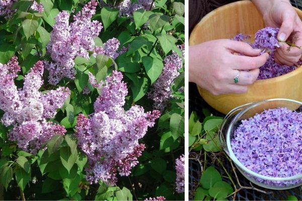 Что нужно успеть сделать в пик цветения сирени весной