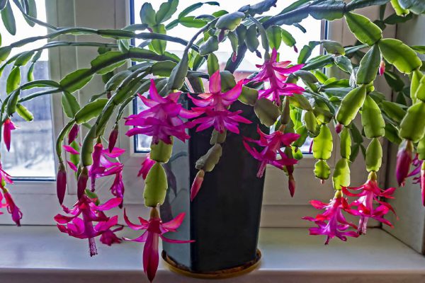 Декабрист будет цвести как угорелый, если дать ему сбалансированную подкормку, питательный бульон для любимого растения