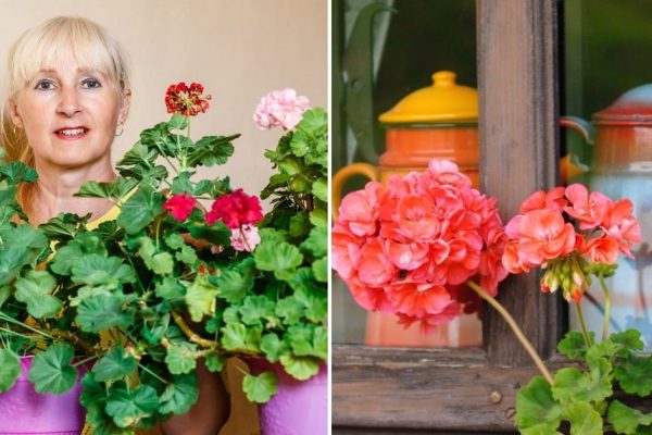 Чем подкормить герань для пышного цветения