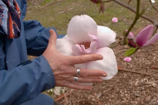 Если ты сделал это, то забудь о цветении магнолии на следующие 10 лет