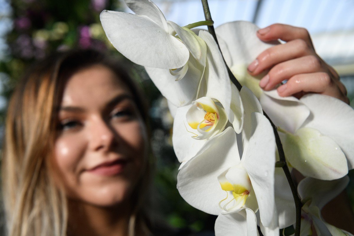 Опытные цветоводы отвечают на вопрос, почему капризная орхидея отказывается цвести Вдохновение,Советы,Орхидеи,Растения,Цветоводство,Цветы