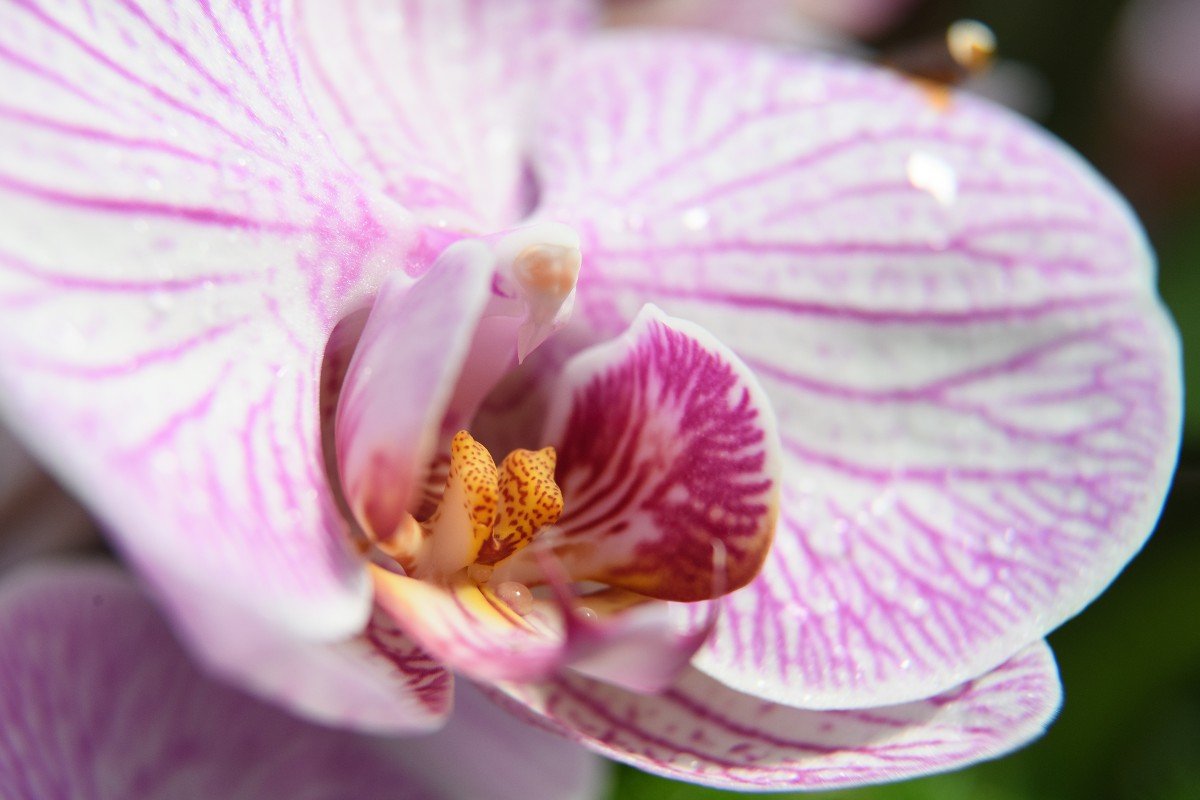 Опытные цветоводы отвечают на вопрос, почему капризная орхидея отказывается цвести Вдохновение,Советы,Орхидеи,Растения,Цветоводство,Цветы