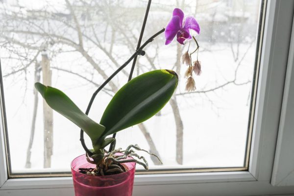 Опытные цветоводы отвечают на вопрос, почему капризная орхидея отказывается цвести