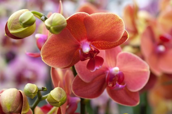 Blooming coral Phalaenopsis orchid's plants in greenhouse (close up)