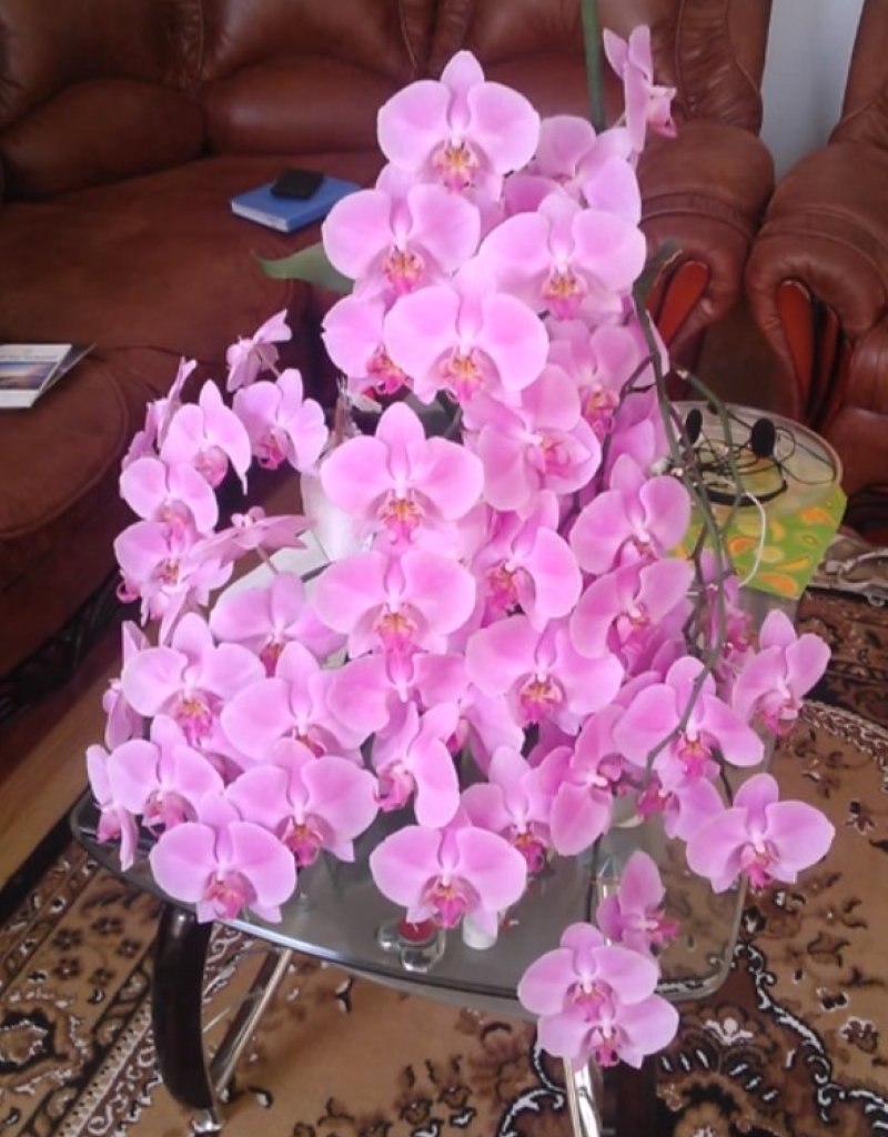 Как ухаживать за орхидеями в доме орхидеи, растение, поливать, полить, только, домашних, чтобы, горшок, больше, температура, времени, правильно, растения, делать, растением, Поэтому, нужно, водой, способом, Алексей