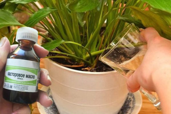 Снадобье, что заставит пышно зацвести даже самый разбалованный цветок