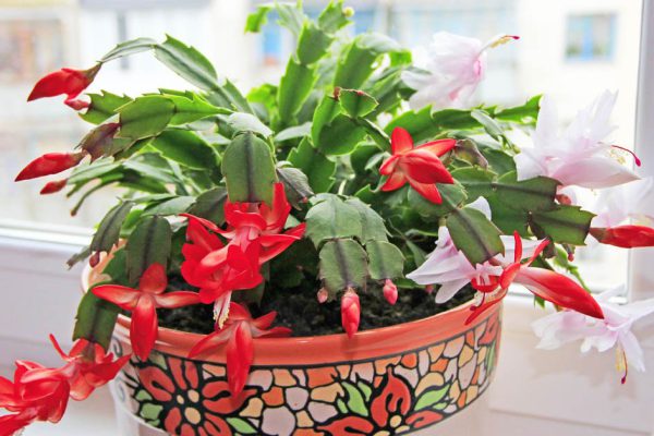 Вазоны, что будут кокетливо цвести в пору лютых морозов