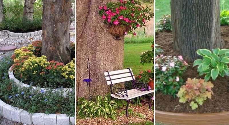 цветы у дерева