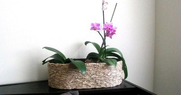 В какой горшок поместить орхидеи