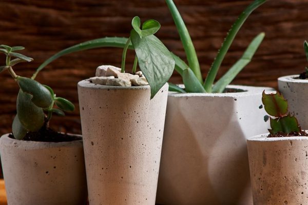 succulent plant in handmade concrete pot in room decoration