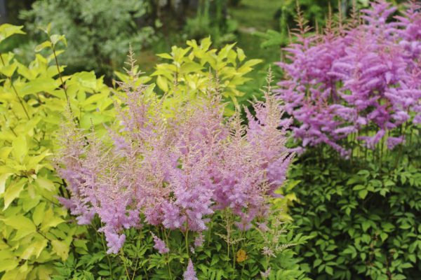 Где вырастить волшебные кусты астильбы