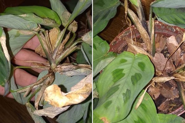 Как реанимировать увядшую маранту и стоит ли держать ее дома